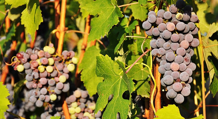 Wine grapes in Italy