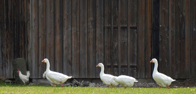 single-file-geese-theater-yard-gate-barn